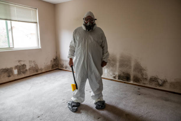 Best Attic Mold Removal  in Maili, HI
